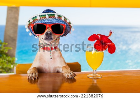 Chihuahua Stock Photos, Images, & Pictures | Shutterstock