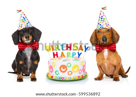 stock photo couple of two dachshund or sausage dogs hungry for a happy birthday cake with candles wearing 599536892