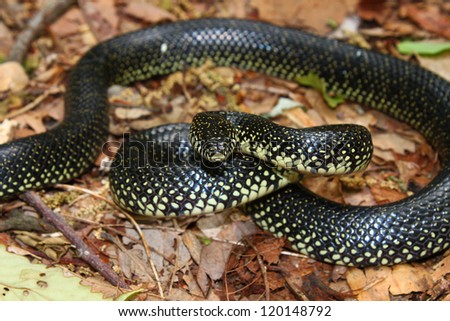 Black Kingsnake Lampropeltis Getula Monte Sano Stock Photo 68784406 ...