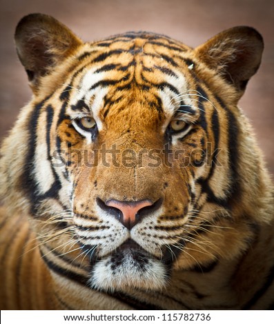 Tiger head Stock Photos, Images, & Pictures | Shutterstock