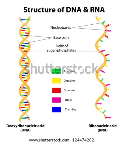 Does DNA have a nitrogen base?
