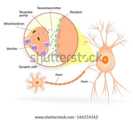 Synapse Stock Images, Royalty-Free Images & Vectors | Shutterstock