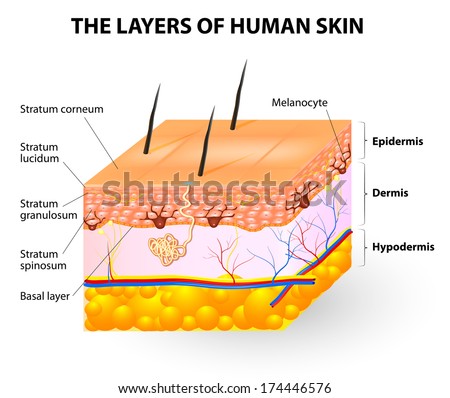 Keratinocyte Stock Images, Royalty-Free Images & Vectors | Shutterstock