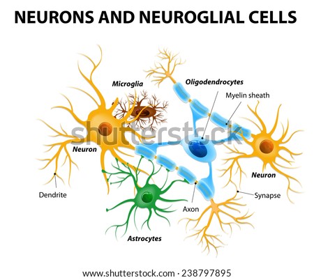 Neurons Neuroglial Cells Glial Cells Nonneuronal Stock Illustration ...