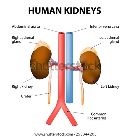 Kidneys, adrenal glands, and blood vessels (aorta and vena cava). Detailed medical illustration. Isolated on a white background. human excretory system.