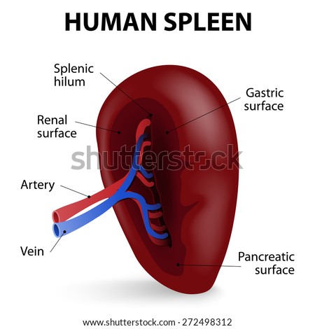 Image result for Spleen