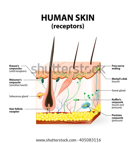 skin anatomy stock images royalty free images vectors skin anatomy stock images royalty free images vectors skin anatomy stock images royalty free images vectors skin anatomy stock images royalty free images vectors