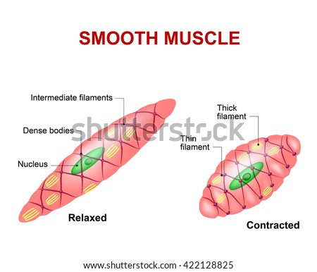 Smooth Muscle Tissue Anatomy Relaxed Contracted Stock ...