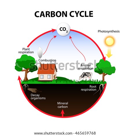 Carbon Cycle Carbon Path Atmosphere Into Stock Vector ...