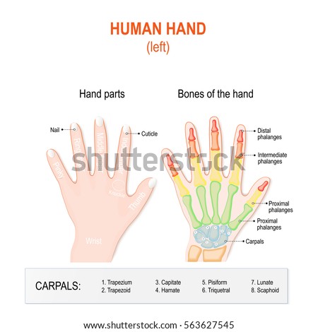 Human Hand Parts Bones Left Hand เวกเตอร์สต็อก 563627545 - Shutterstock