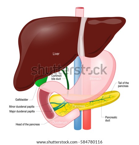 Designua's Portfolio on Shutterstock