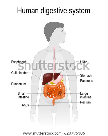 Human Digestive System Labeled Stock Vector 25787644 - Shutterstock