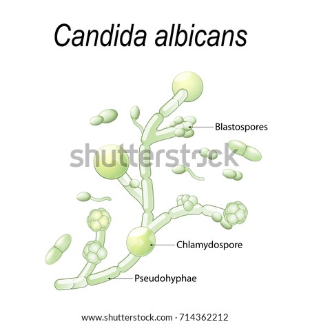 Structure Candida Albicans Infographics Vector Illustration Stock ...