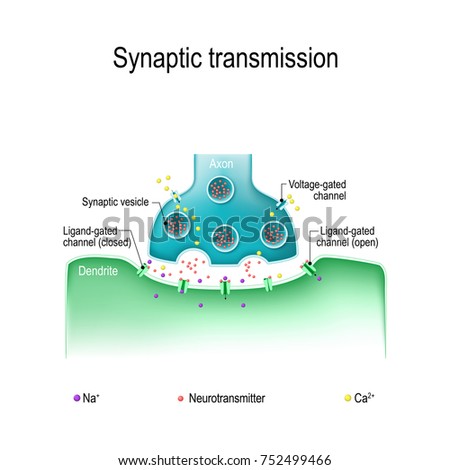 Neuron Diagram Neurotransmitters Choice Image - How To 