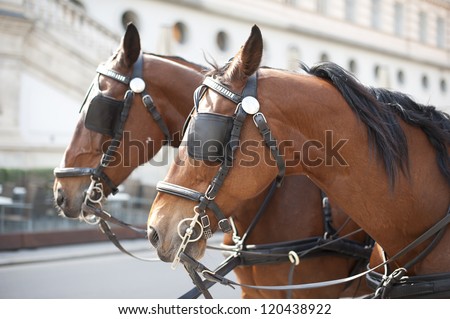 Image result for horse with blinders photo