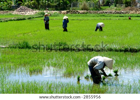Rice field workers