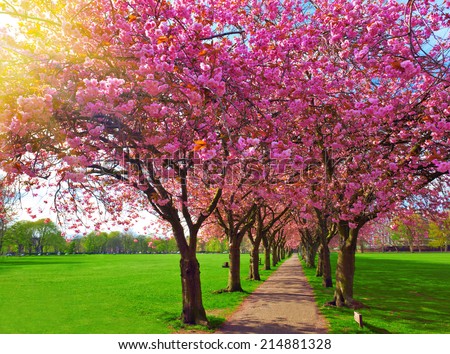 value 9 cherry tree park edinburgh walk path surrounded blossoming plum trees stock photo edit now 214881328 value 9 cherry tree park edinburgh walk path surrounded blossoming plum trees stock photo edit now 214881328