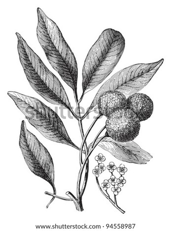 Lychee (Litchi chinensis) / vintage illustration from Meyers Konversations-Lexikon 1897