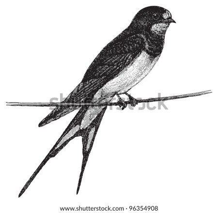 Barn Swallow Hirundo Rustica Vintage Illustration From Meyers Konversations Lexikon 1897
