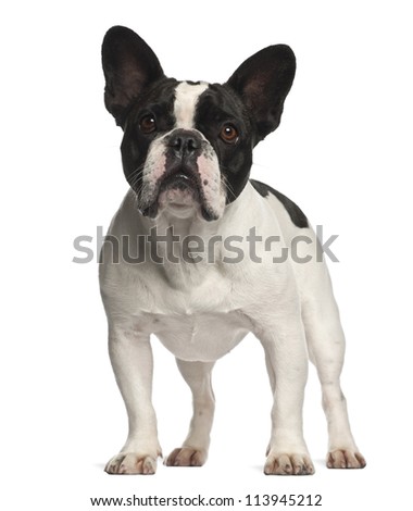 French bulldog Stock Photos, Images, & Pictures | Shutterstock