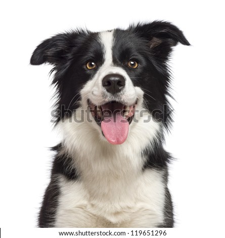 Border Collie Stock Photos, Images, & Pictures | Shutterstock