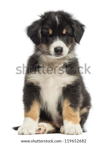 australian shepherd 3 months old border collie puppy 3 months old stock photo 78058831 shutterstock australian shepherd 3 months old border collie puppy 3 months old stock photo 78058831 shutterstock
