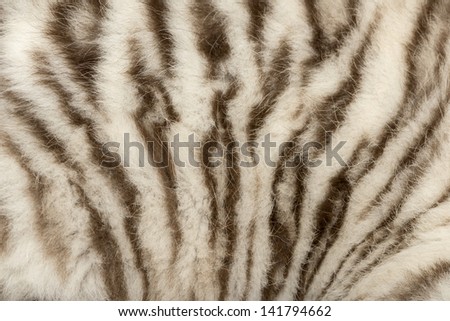 Textured Real White Bengal Tiger Fur Stock Photo 110837540 - Shutterstock