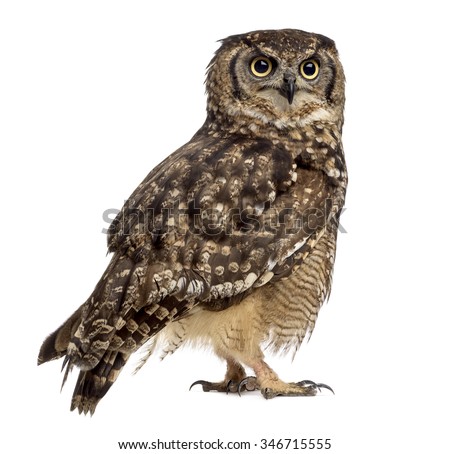 Spotted Eagleowl Bubo Africanus 4 Years Stock Photo 346715555 ...