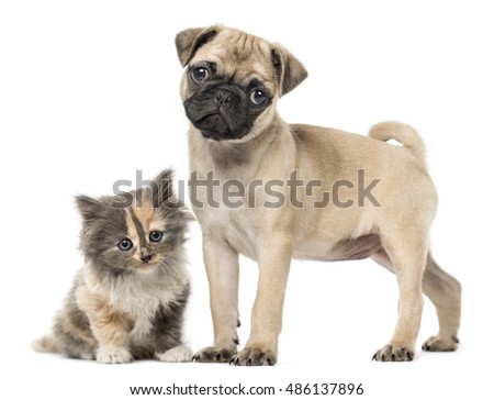 3 month pug puppy pug puppy stock images royalty free images vectors 3 month pug puppy pug puppy stock images royalty free images vectors