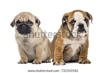 English Bulldog Puppy Stock Photo 82274314 - Shutterstock