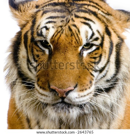 Snarling Tiger Stock Photos, Images, & Pictures | Shutterstock