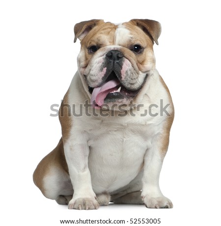 English Bulldog Puppy Stock Photos, Images, & Pictures | Shutterstock
