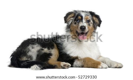 1 month old australian shepherd australian shepherd stock images royalty free images u0026 vectors 1 month old australian shepherd australian shepherd stock images royalty free images u0026 vectors