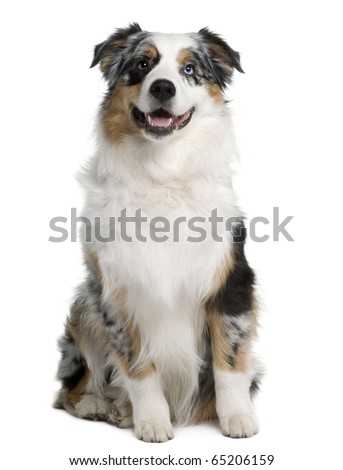 australian shepherd puppies 9 weeks old australian shepherd stock images royalty free images u0026 vectors australian shepherd puppies 9 weeks old australian shepherd stock images royalty free images u0026 vectors