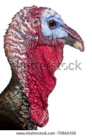 Wild Turkey Meleagris Gallopavo Front White Stock Photo 70866136 ...