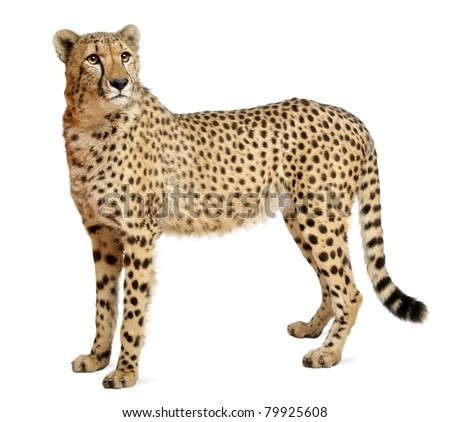 Cheetah White Background Stock Images, Royalty-Free Images & Vectors ...