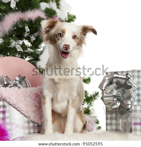 5 month old miniature australian shepherd miniature australian shepherd stock images royalty free images 5 month old miniature australian shepherd miniature australian shepherd stock images royalty free images