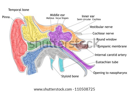 Worksheets Stucture Of Human Ear human ear structure stock illustration 110508725 shutterstock structure
