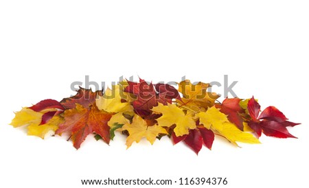 Group of colorful autumn leaves isolated on white background