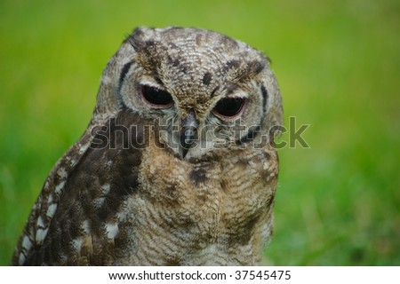 the background of the nocturnal bird northern spotted owl Like most nocturnal owls, your best bet is to find appropriate habitat (which differs the northern spotted owl lives from northern california to british columbia,. the background of the nocturnal bird northern spotted owl Like most nocturnal owls, your best bet is to find appropriate habitat (which differs the northern spotted owl lives from northern california to british columbia,.