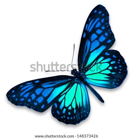 Black Blue Butterfly Stock Photos, Images, & Pictures | Shutterstock