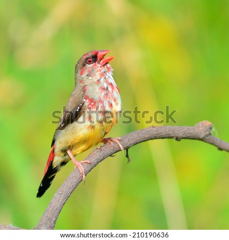 https://thumb9.shutterstock.com/display_pic_with_logo/875071/210190636/stock-photo-red-bird-male-of-red-avadavat-on-breeding-plumage-amandava-amandava-perching-on-a-branch-210190636.jpg