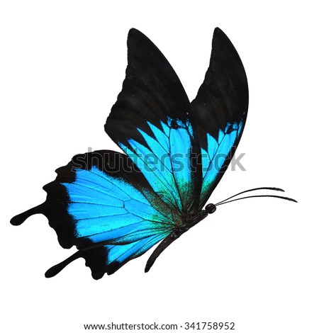 Blue butterfly, Butterfly flying, Black and blue butterfly