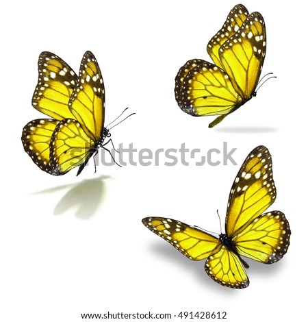 Yellow Butterflies Stock Images, RoyaltyFree Images \u0026 Vectors  Shutterstock