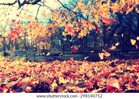 background texture of yellow leaves autumn leaf background