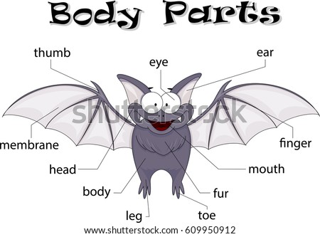 Bat Body Parts Animal Anatomy English Stock Illustration ... ladybug wing diagram 