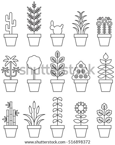 Image Result For Houseplant Palm Image Result For Houseplant Palm