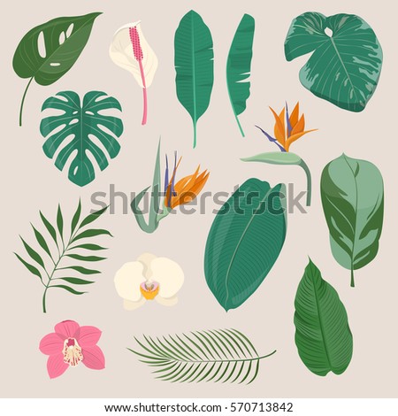 Set of exotic tropical leaves and flowers. Colorful floral collection