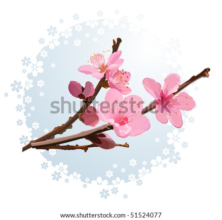 Pink cherry blossom