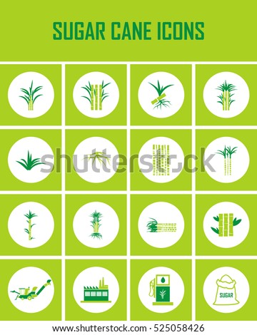 sugar cane icons vector.